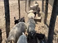 نعجة, Merino sheep — الصورة 1