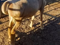 Ram, Arashan sheep — photo 6
