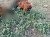 Ram, Sheep — photo 4