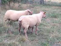 Widder, Rouge de l’Ouest sheep — Foto 1
