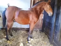Caballo, Nonius horse — foto 6