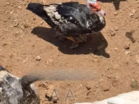 Ducks — photo 3