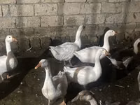 Geese — الصورة 1