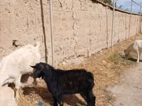 Billy Goat, Goats — photo 6