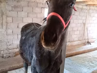 Mare, Horses — photo 3