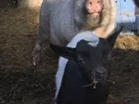 Boar, Pigs — photo 2