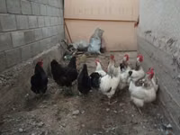 Adler Silver — Foto 2