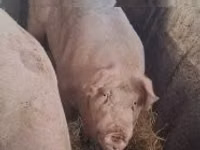 Boar — photo 1