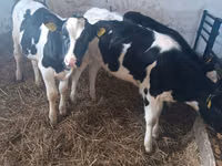 गाय, Russian Black pied cattle — फ़ोटो 1