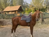 Hengst, Karabakh horse — Foto 1