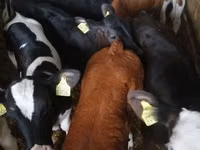 公牛, Cattle — 照片 5