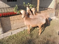 Schaf, Arashan sheep — Foto 4