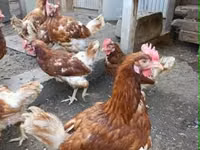 Chickens — 照片 4