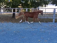 Hengst, Welsh Cob — Foto 2