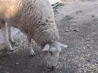 نعجة, الأغنام — الصورة 2