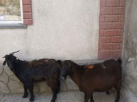 Goat, Goats — photo 8