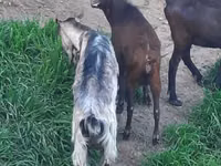母山羊, Irish goat — 照片 4