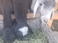 Sheep, Sheep — photo 2
