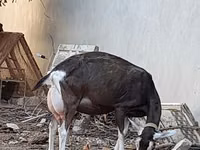 Billy Goat, Toggenburg goat — photo 6