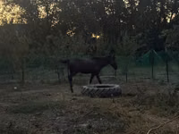 公马, Akhal-Teke — 照片 3