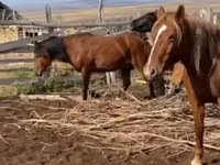 فرس, Kazakh horse — الصورة 1