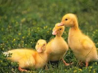 Ducks — Foto 8