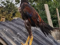 Chickens — Foto 1