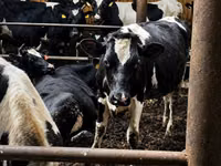 Cow, Holstein breed — photo 6