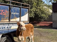 Bulle, Simmental cattle — Foto 1