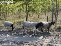 نعجة, Dorper sheep — الصورة 1
