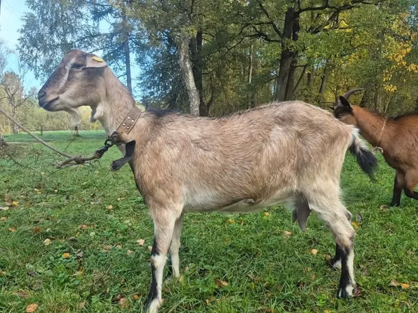 母山羊, Alpine goat