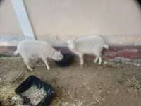 बकरी, Irish goat — फ़ोटो 1