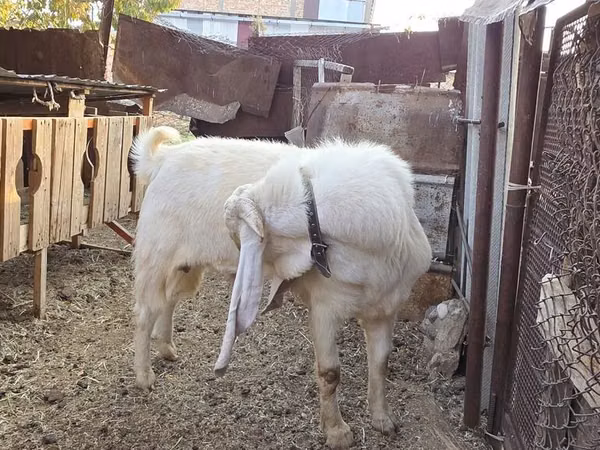 تيس, Gulabi goats