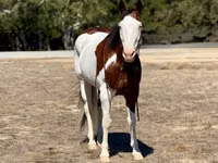 घोड़ा, American paint horse — फ़ोटो 4