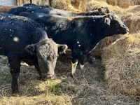 Toro, Swiss cattle — foto 2