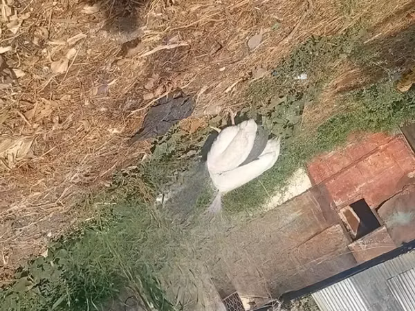 Turkeys