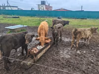 Toro, Vaca Galloway — foto 3
