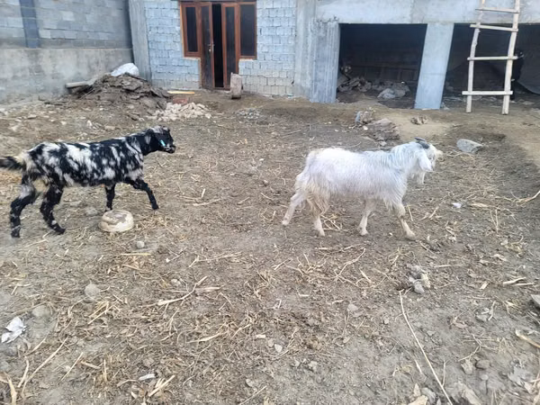 Goats (batch, sex not specified), Goats