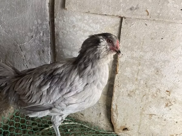 Ameraucana