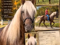 公马, Rocky Mountain Horse — 照片 1