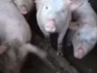 Eber, Schweine — Foto 2