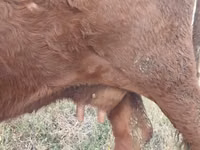 Cow, Cattle — photo 4