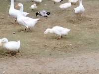 Geese — 照片 2