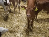 牛只（批次，未指定性别）, Simmental cattle — 照片 3