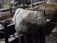 Kuh, Simmental cattle — Foto 3