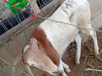 Ram, Sheep — photo 2