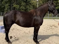 घोड़ी, Percheron — फ़ोटो 2