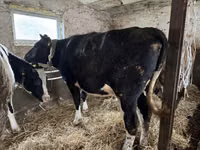 Cow, Russian Black pied cattle — photo 1