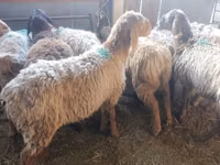 Oveja, Arashan sheep — foto 2