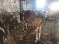 Cow, Simmental cattle — photo 2